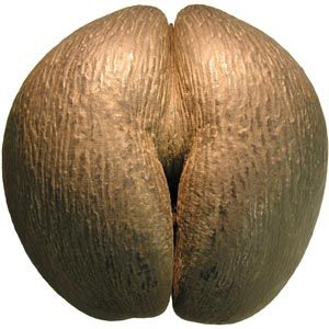 ���� �� ���