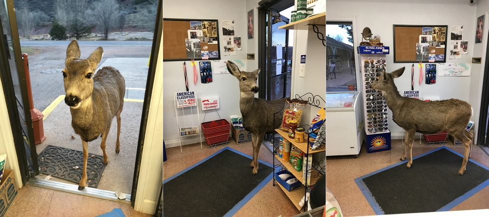 ������� � ��������